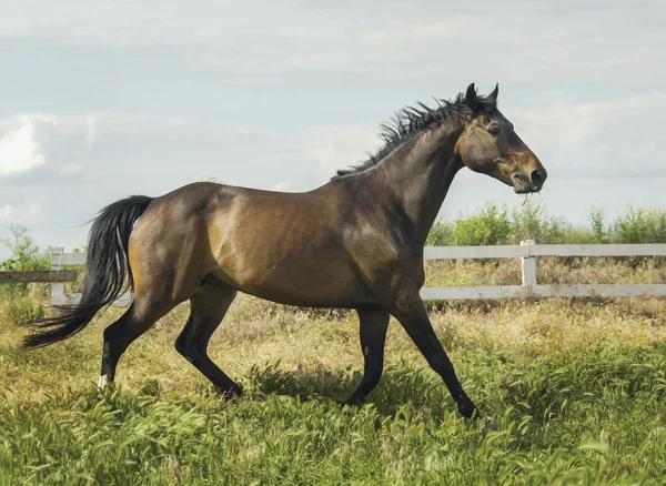 Braunes Pferd läuft auf dem grünen Gras auf dem Feld — Stockfoto