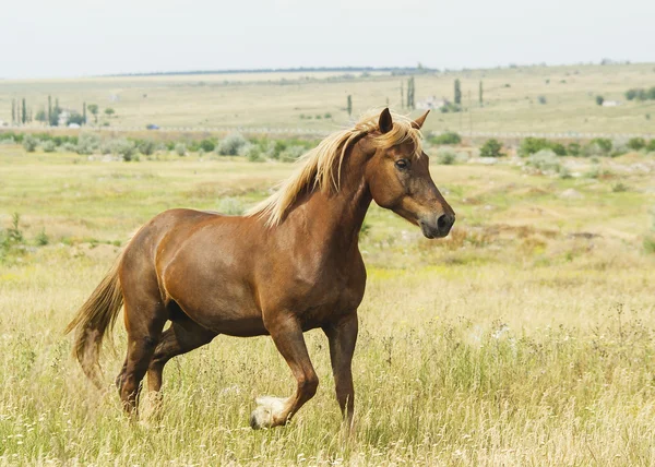 brown horse running on the green grass in the field