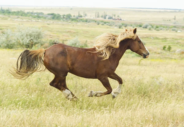 brown horse running on the green grass in the field
