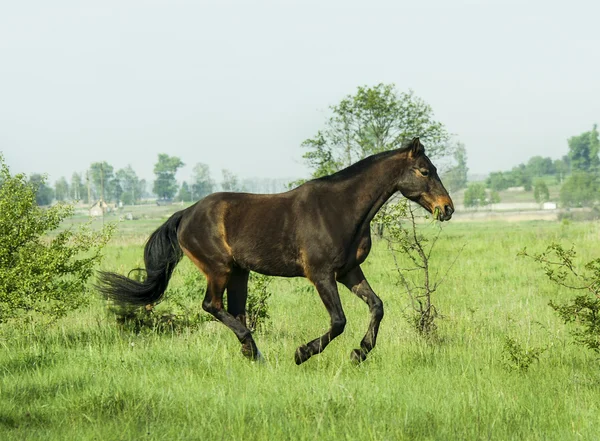 Cavallo marrone che corre sull'erba verde nel campo — Foto Stock