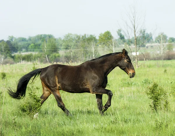 Caballo marrón corriendo sobre la hierba verde en el campo — Foto de Stock