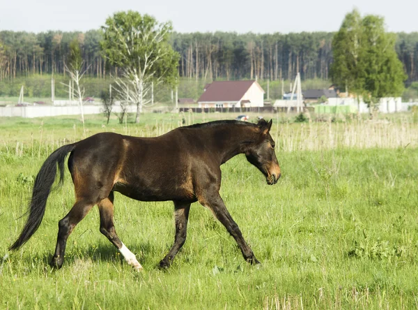 Caballo marrón corriendo sobre la hierba verde en el campo — Foto de Stock
