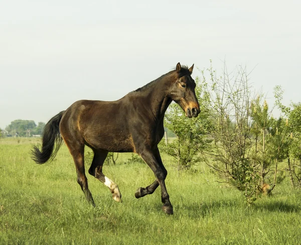 Cavallo marrone che corre sull'erba verde nel campo — Foto Stock