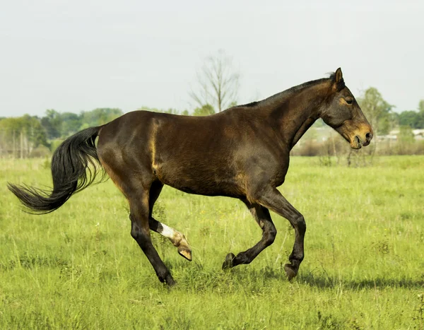 Cheval brun courant sur l'herbe verte dans le champ — Photo