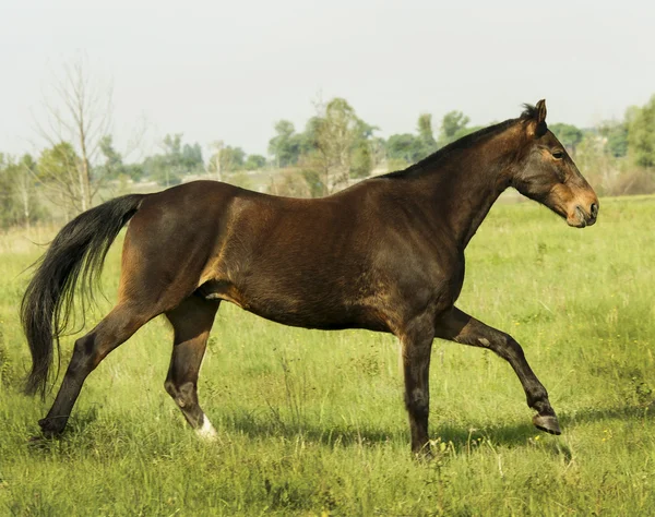 Braunes Pferd läuft auf dem grünen Gras auf dem Feld — Stockfoto