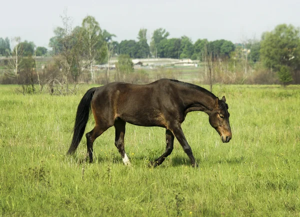 Cavallo marrone che corre sull'erba verde nel campo — Foto Stock