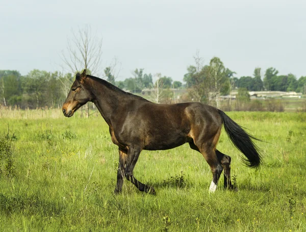 Cavalo marrom correndo na grama verde no campo — Fotografia de Stock