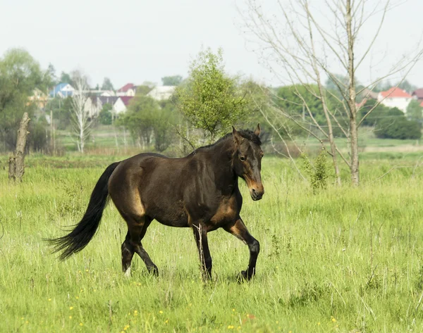 Καφετί άλογο τρέχοντας στο καταπράσινο γρασίδι στο πεδίο — Φωτογραφία Αρχείου