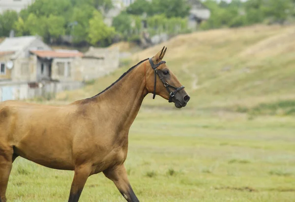 Red horse z czarna grzywa i ogon, uruchomiona w polu na zielonej trawie — Zdjęcie stockowe