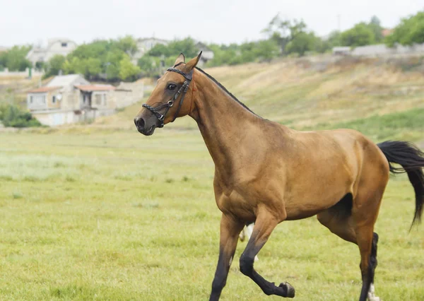 Cavallo rosso con una criniera nera e coda che corre in un campo sull'erba verde — Foto Stock