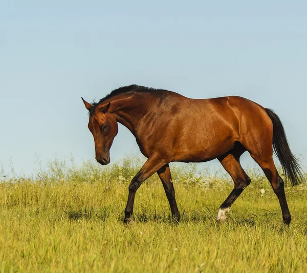 Red horse with a black mane and tail running in a field on the green grass — Stock Photo, Image