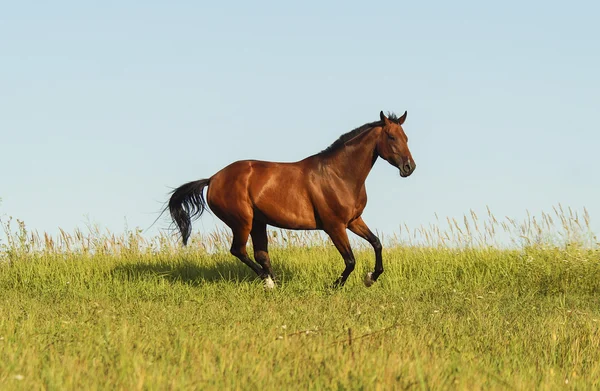 Cavalo vermelho com uma crina preta e cauda correndo em um campo na grama verde — Fotografia de Stock