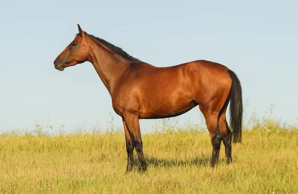 bir siyah yele ve kuyruk bir alanda yeşil çimenlerin üzerinde çalışan ile kırmızı at