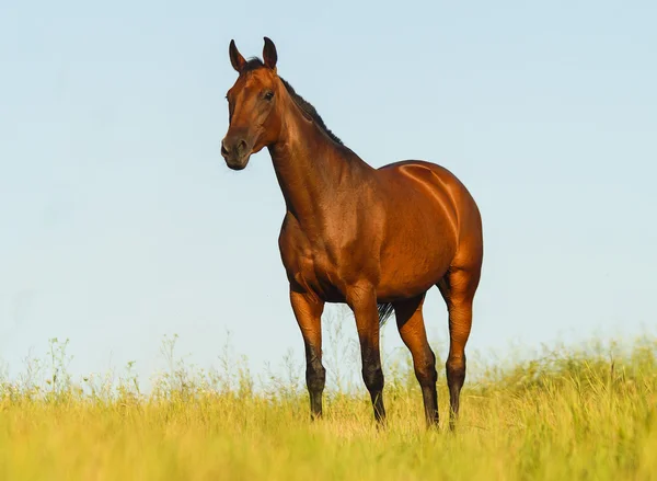 bir siyah yele ve kuyruk bir alanda yeşil çimenlerin üzerinde çalışan ile kırmızı at