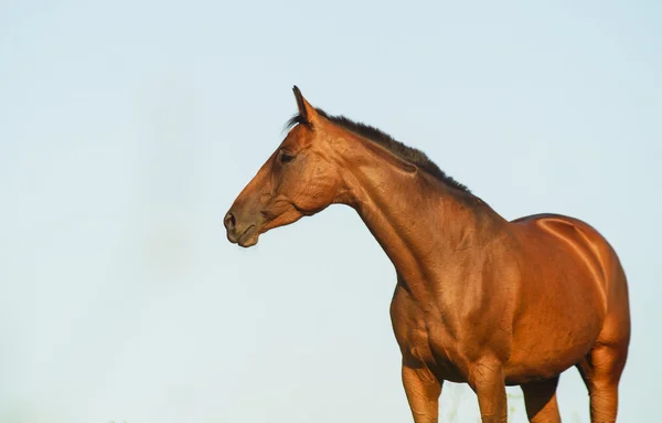 Rode paard met een zwarte manen en staart in een veld op het groene gras uitgevoerd — Stockfoto