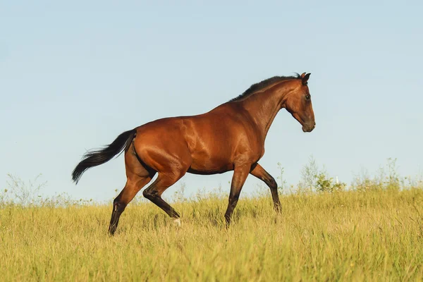 Red horse with a black mane and tail running in a field on the green grass — Stock Photo, Image