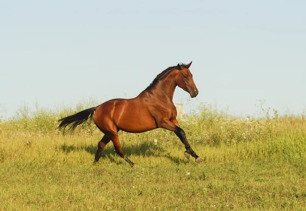 Κόκκινο άλογο με μια μαύρη χαίτη και ουρά που τρέχει σε ένα πεδίο στο πράσινο γρασίδι — Φωτογραφία Αρχείου