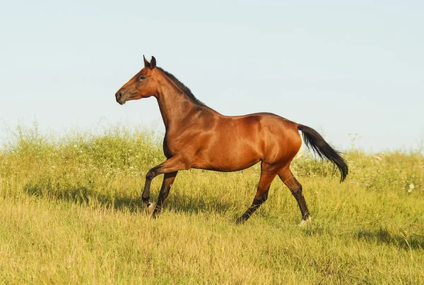 Caballo rojo con crin y cola negras corriendo en un campo sobre la hierba verde — Foto de Stock