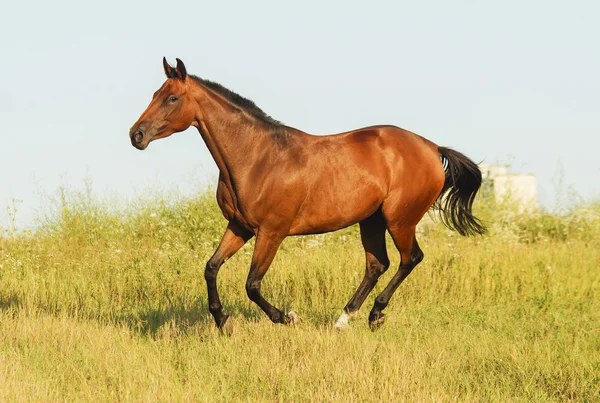 Cheval rouge avec une crinière noire et la queue courant dans un champ sur l'herbe verte — Photo