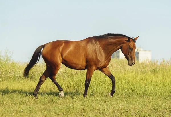 Cavallo rosso con una criniera nera e coda che corre in un campo sull'erba verde — Foto Stock