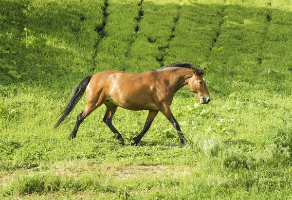 Bir siyah yele ve kuyruk bir alanda yeşil çimenlerin üzerinde çalışan ile kırmızı at — Stok fotoğraf