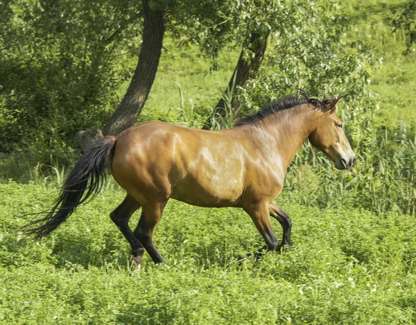 Cavalo vermelho com uma crina preta e cauda correndo em um campo na grama verde — Fotografia de Stock