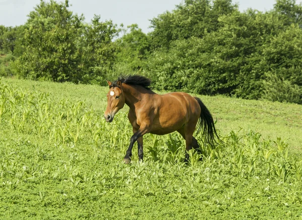 Caballo rojo con crin y cola negras corriendo en un campo sobre la hierba verde — Foto de Stock