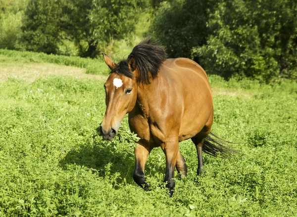 Caballo rojo con crin y cola negras corriendo en un campo sobre la hierba verde — Foto de Stock