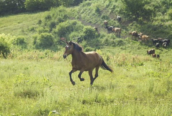 bir siyah yele ve kuyruk bir alanda yeşil çimenlerin üzerinde çalışan ile kırmızı at
