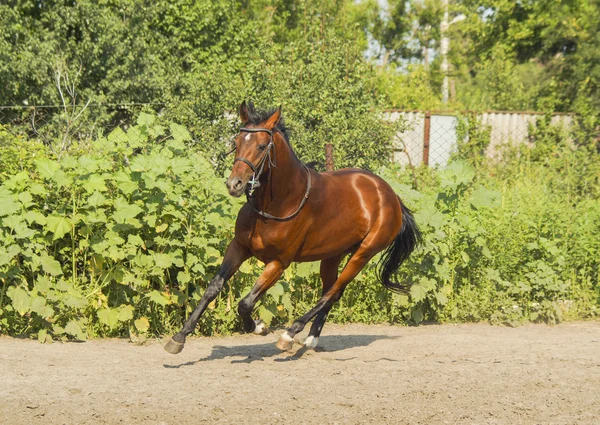 Rode paard met een zwarte manen en staart in een veld op het groene gras uitgevoerd — Stockfoto