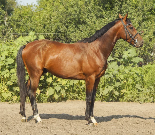 Cheval rouge avec une crinière noire et la queue courant dans un champ sur l'herbe verte — Photo