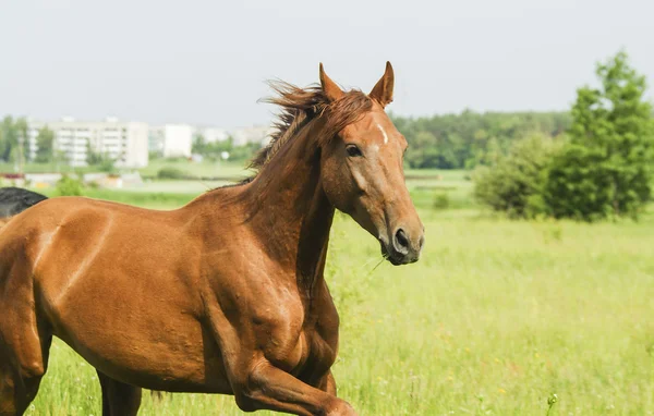 Red horse with a black mane and tail running in a field on the green grass — Stock Photo, Image