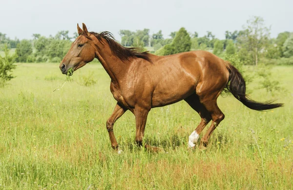 黒いたてがみと尾を緑の芝生のフィールドに実行しての赤馬 — ストック写真