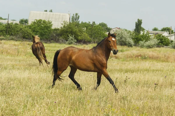 Rotes Pferd mit schwarzer Mähne und Schweif läuft auf einem Feld im grünen Gras — Stockfoto