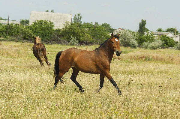 Caballo rojo con crin y cola negras corriendo en un campo sobre la hierba verde — Foto de Stock