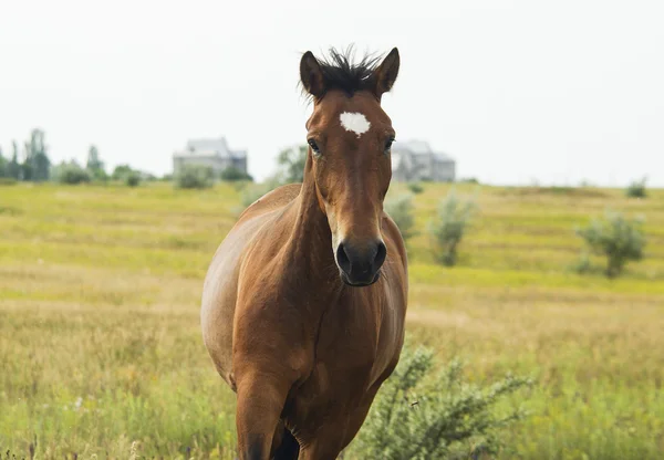 Red horse with a black mane and tail running in a field on the green grass — Stock Photo, Image