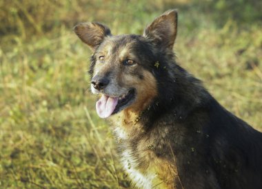 Siyah kahverengi tüylü köpek çim üzerinde olduğunu