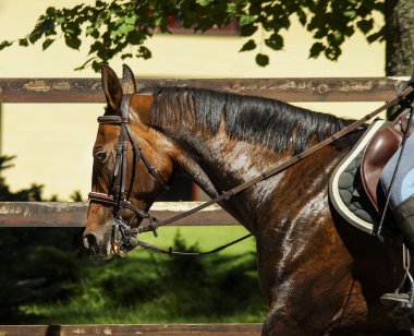 padok içinde siyah yele ile kahverengi at çit çalışır