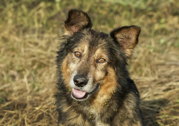 Nero marrone cagnolino shaggy è sull'erba — Foto Stock