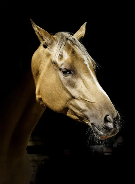 Голова світло-коричневого коня в тіні на чорному тлі — стокове фото