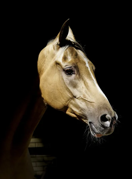 Cabeza de un caballo de color marrón claro a la sombra sobre un fondo negro —  Fotos de Stock