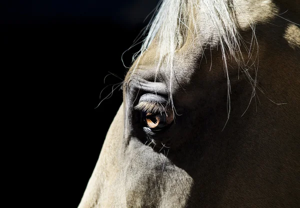 Το κεφάλι της ελαφρά γκρίζο άλογο σε σκούρο φόντο — Φωτογραφία Αρχείου