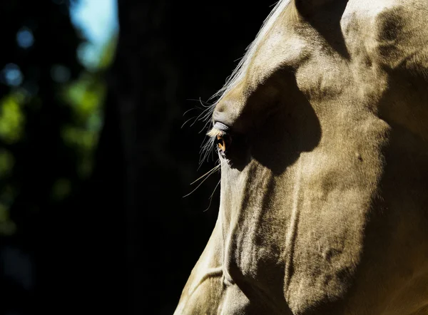 karanlık bir arka plan ışık gri at başkanı