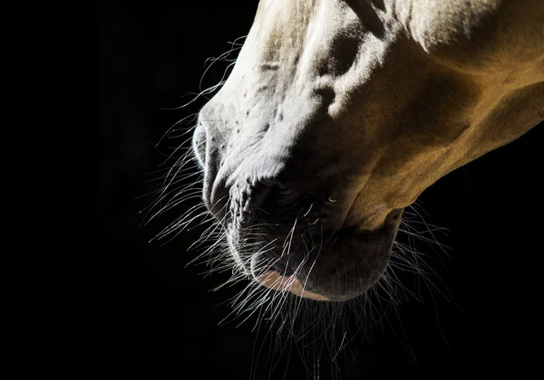 Hoofd van lichte grijze paard tegen een donkere achtergrond — Stockfoto
