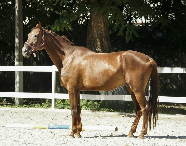 Cavalo castanho claro em pé na areia no paddock — Fotografia de Stock