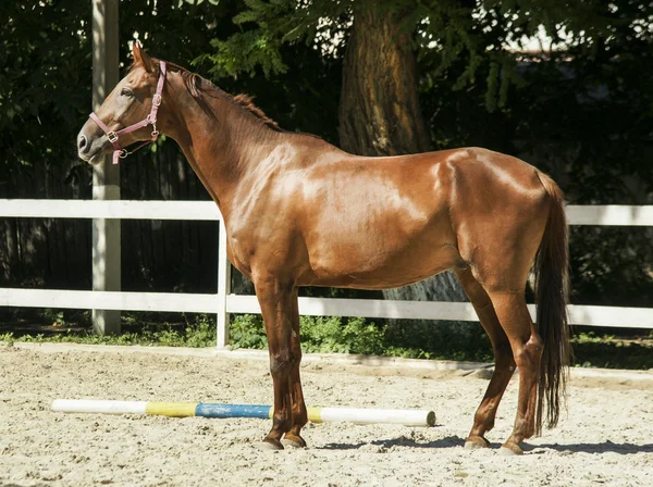 Cavalo castanho claro em pé na areia no paddock — Fotografia de Stock