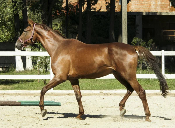 Светло-коричневая лошадь, стоящая на песке в загоне — стоковое фото