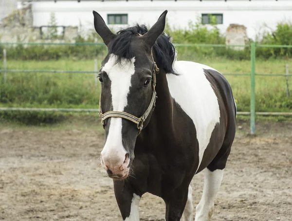Witte paard met grote zwarte stippen permanent op het zand in de paddock — Stockfoto