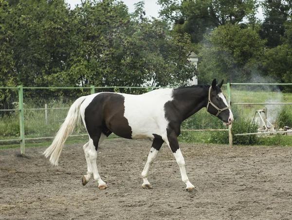 Cavallo bianco con grandi macchie nere in piedi sulla sabbia nel paddock — Foto Stock