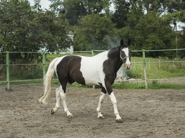 Белый конь с большими черными пятнами, стоящий на песке в загоне Стоковая Картинка
